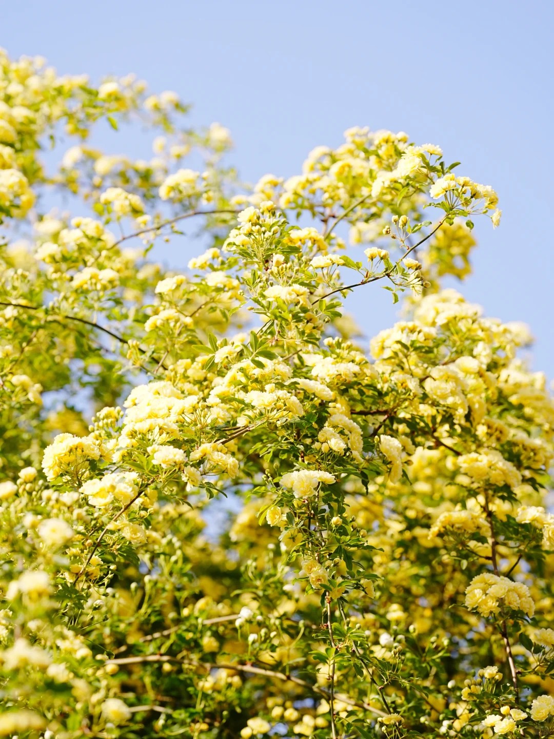 玄武湖|月季园黄木香已上线_3_元气暖暖_来自小红书网页版.jpg 玄武湖|月季园黄木香已上线_3_元气暖暖_来自小红书网页版.jpg
