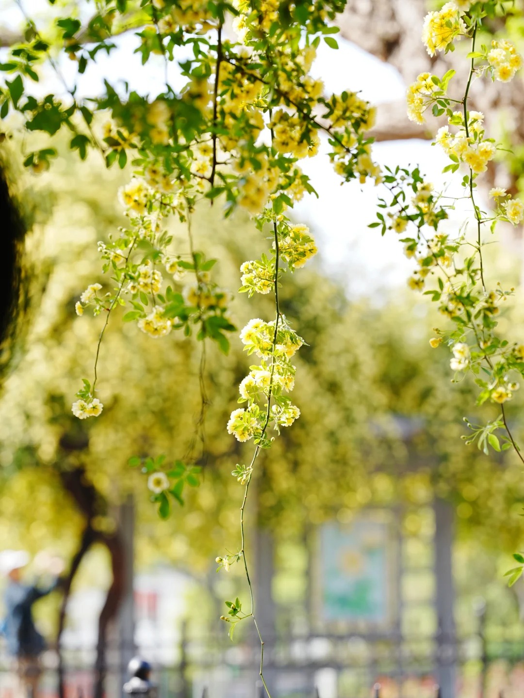 玄武湖|月季园黄木香已上线_15_元气暖暖_来自小红书网页版.jpg 玄武湖|月季园黄木香已上线_15_元气暖暖_来自小红书网页版.jpg