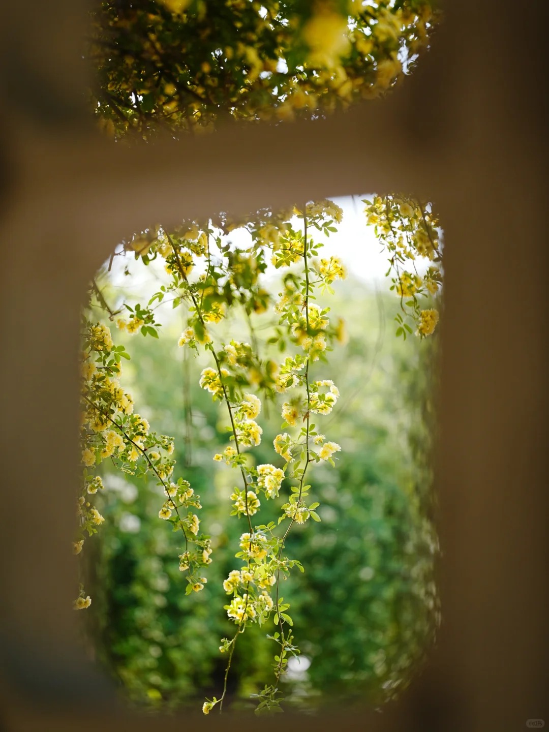 玄武湖|月季园黄木香已上线_5_元气暖暖_来自小红书网页版.jpg 玄武湖|月季园黄木香已上线_5_元气暖暖_来自小红书网页版.jpg