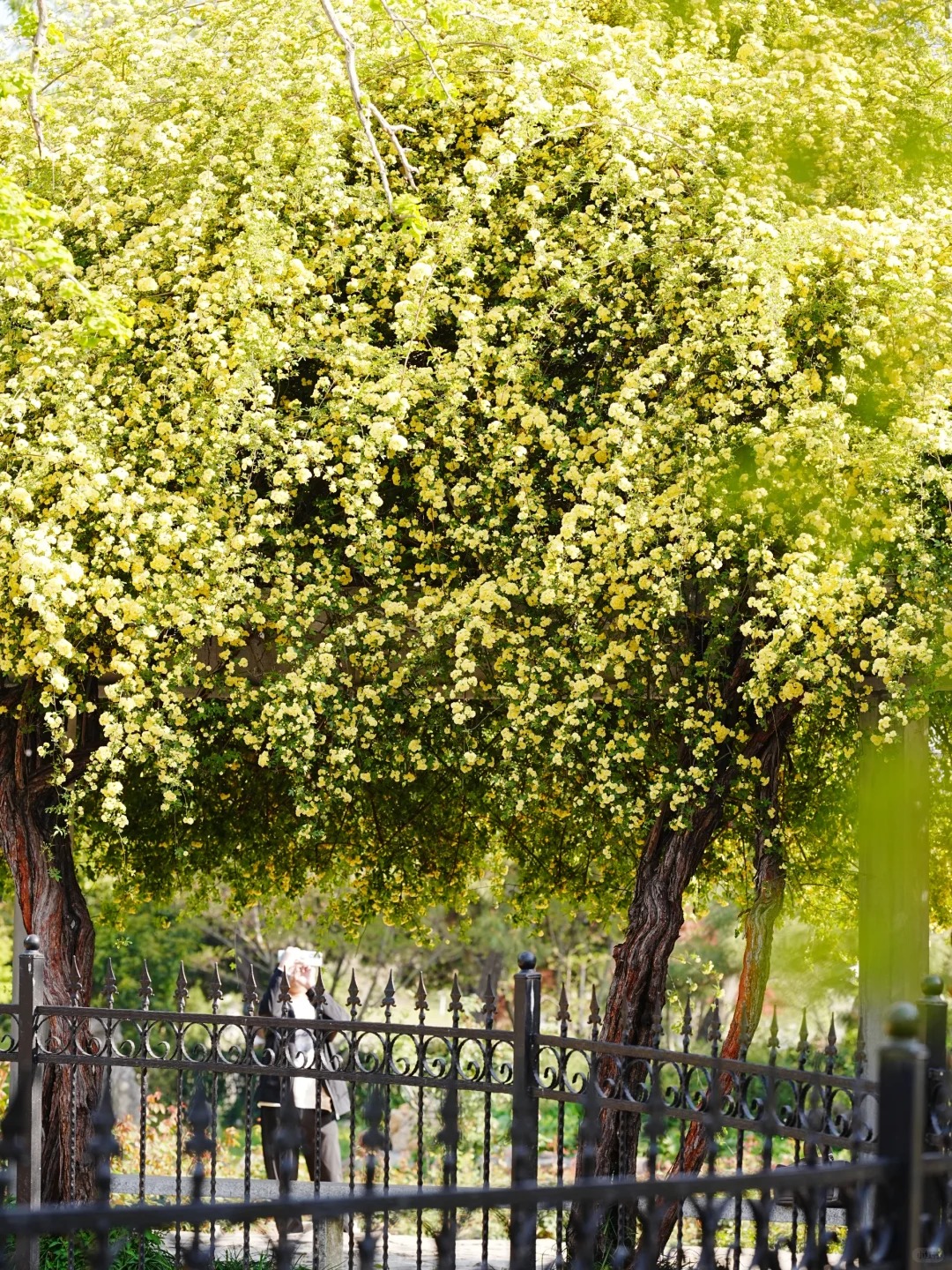 玄武湖|月季园黄木香已上线_9_元气暖暖_来自小红书网页版.jpg 玄武湖|月季园黄木香已上线_9_元气暖暖_来自小红书网页版.jpg